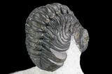 Detailed Austerops Trilobite - Excellent Specimen #108486-4